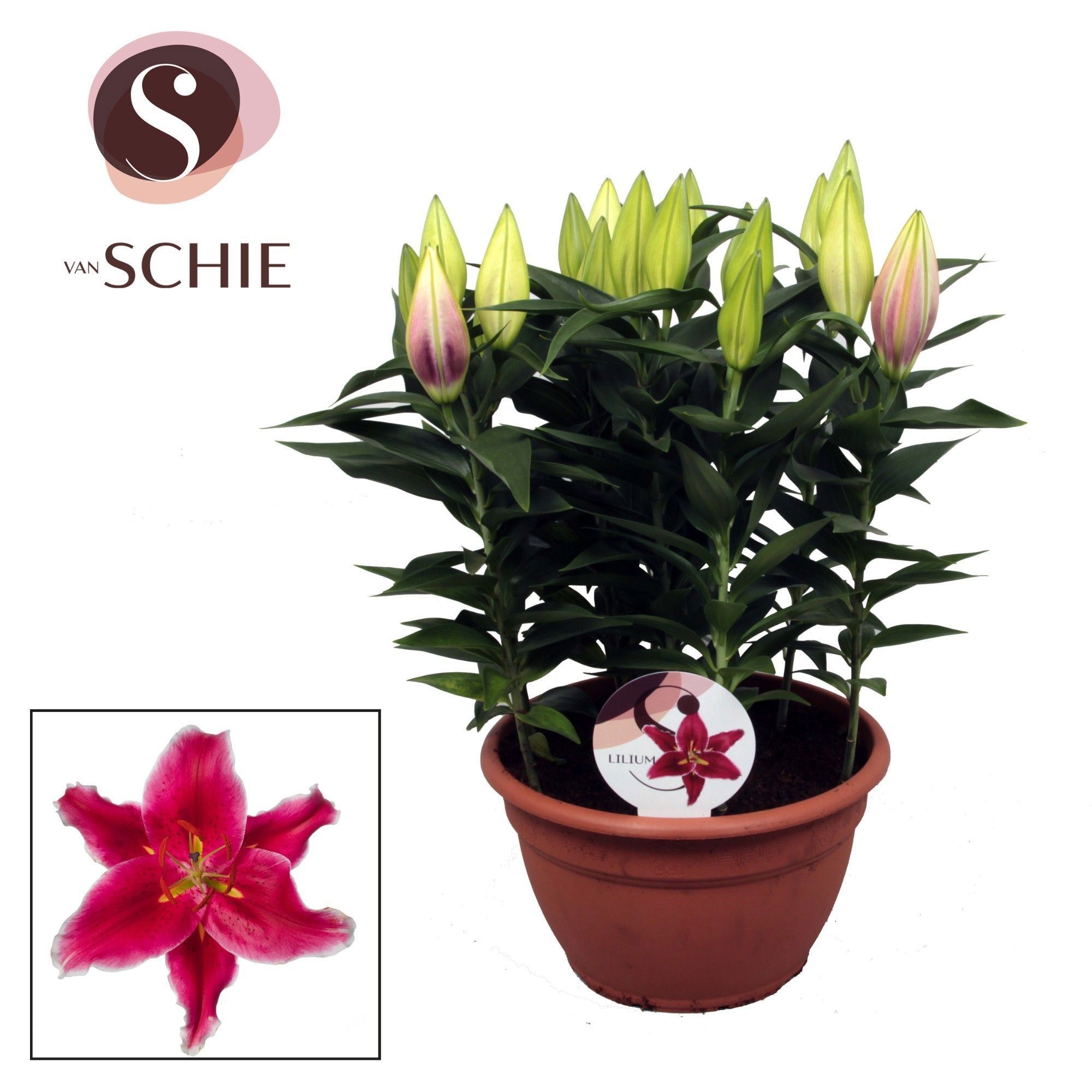 Oriental Pink 9pp, D 25