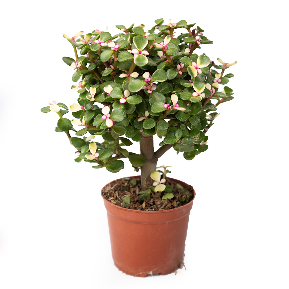 Портулакария афра вариегата Пинк Леди ствол 12 28 (предзаказ)