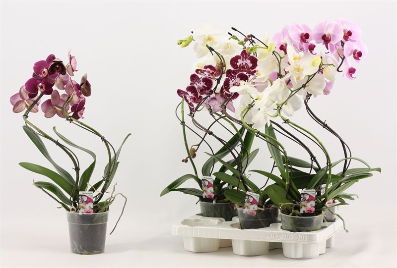Phal hurricane mix 2T A2, D 12 cm