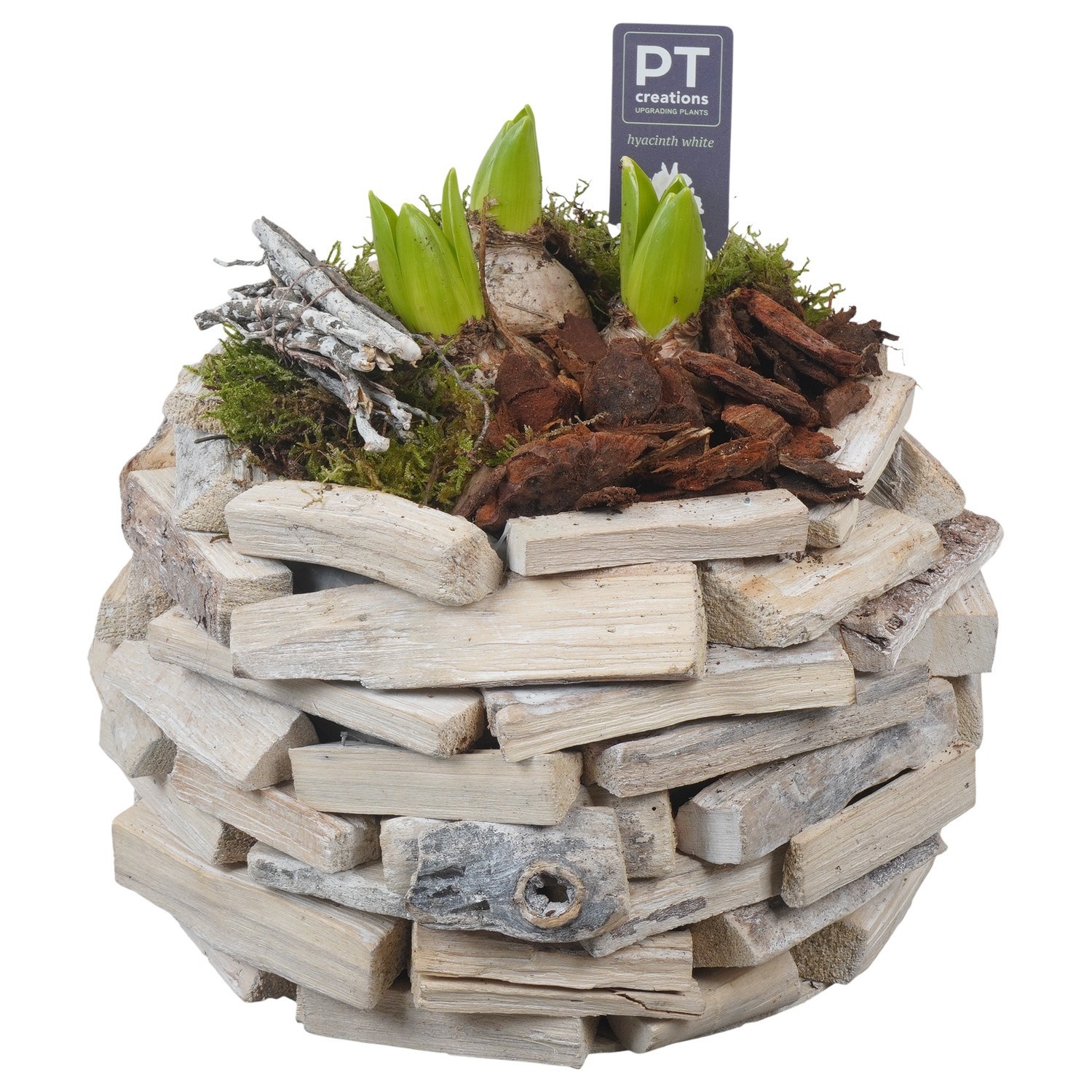 PTWH4009 Arrangement Winter Hyacint in houten bak, D 25