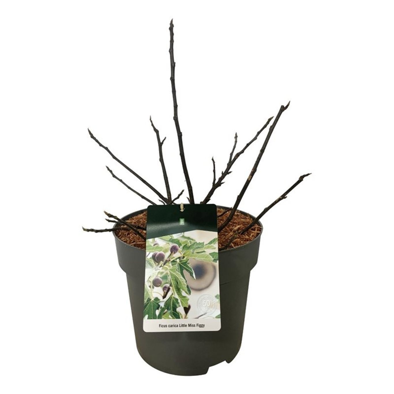 Ficus car. Little Miss Figgy (R), D 32