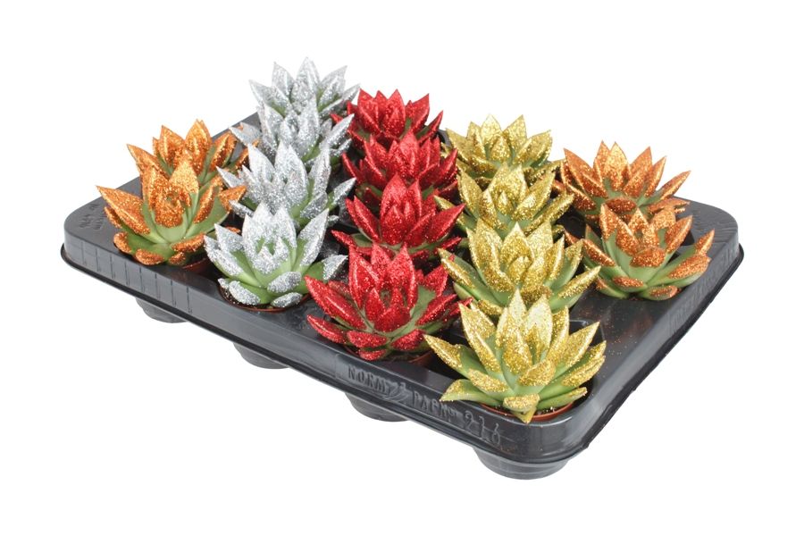 Miranda + Xmas Natureglit® points mix, D 6