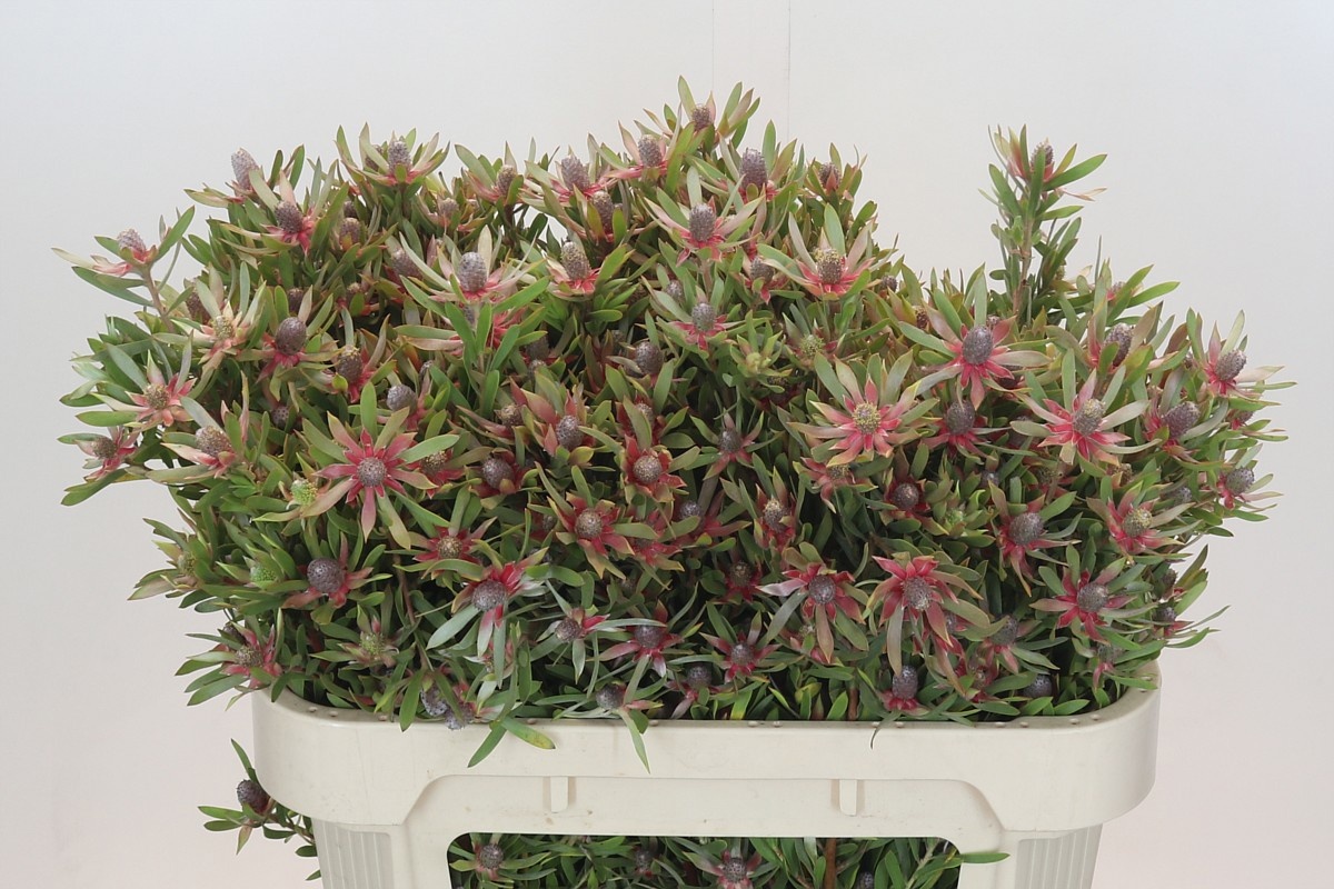 Леукадендрон Стар Перл 70, шт.