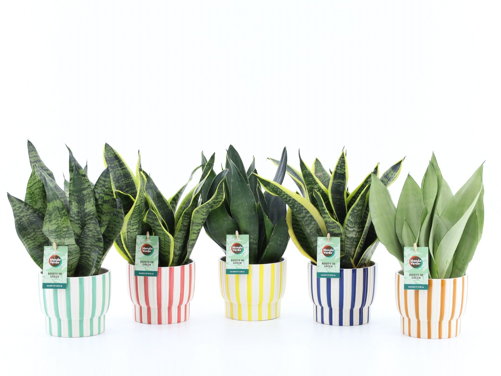 Sansevieria Mix in Pastel Stripe keramiek, D 13