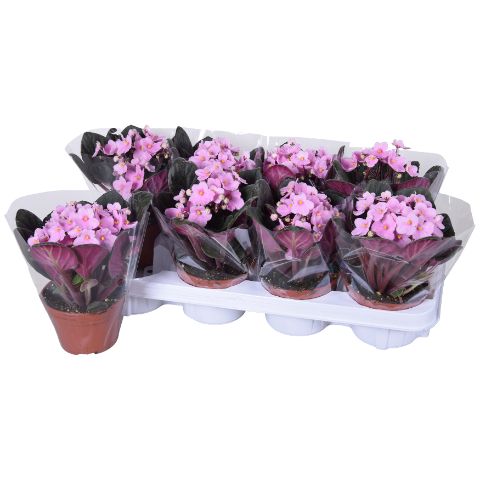 Saintpaulia Licht Roze Blanco hoes x8, D 12 cm Saintpaulia Licht Roze Blanco hoes x8, D 12 cm