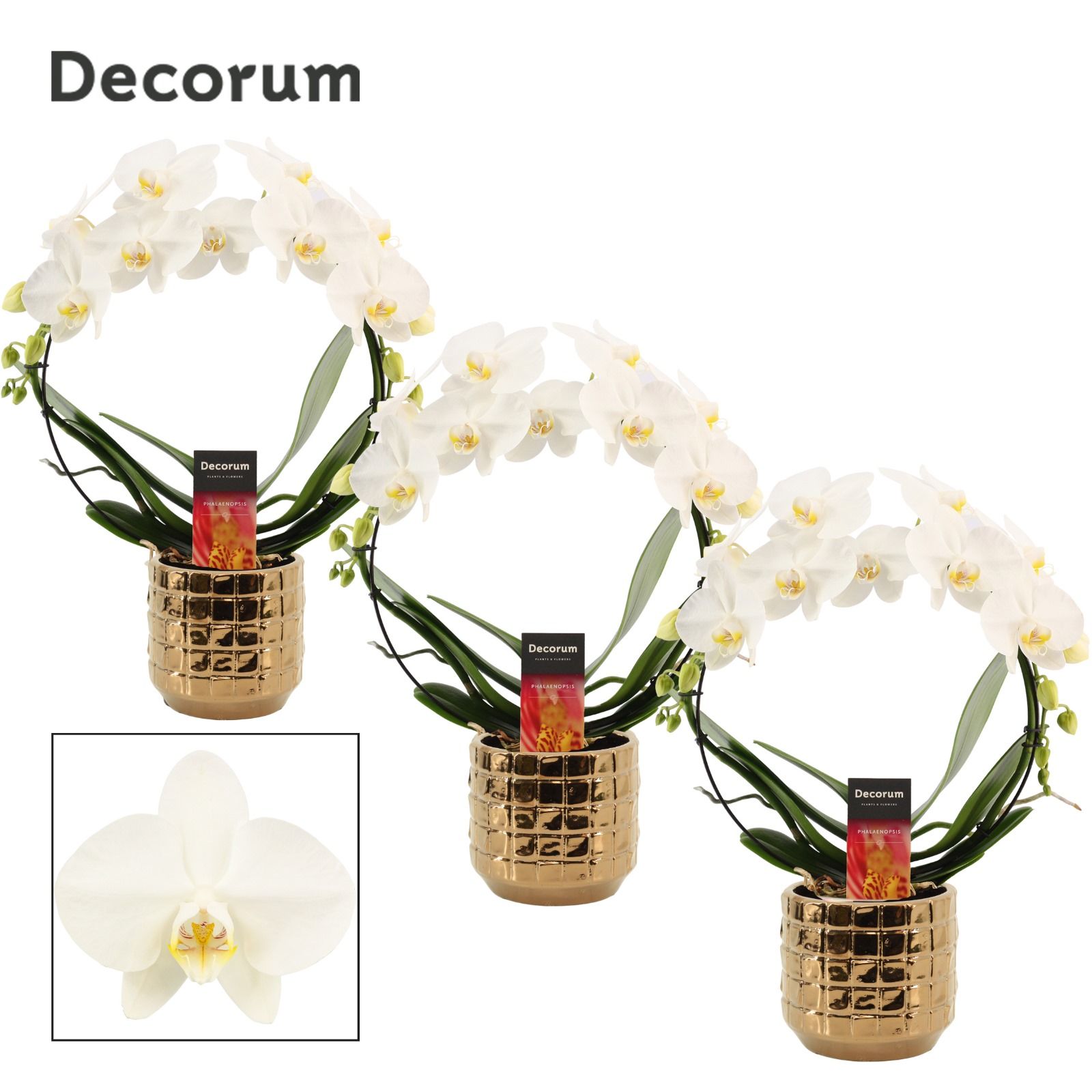 Phalaenopsis boog wit in Janneke (Top blend-Collection), D 12 cm