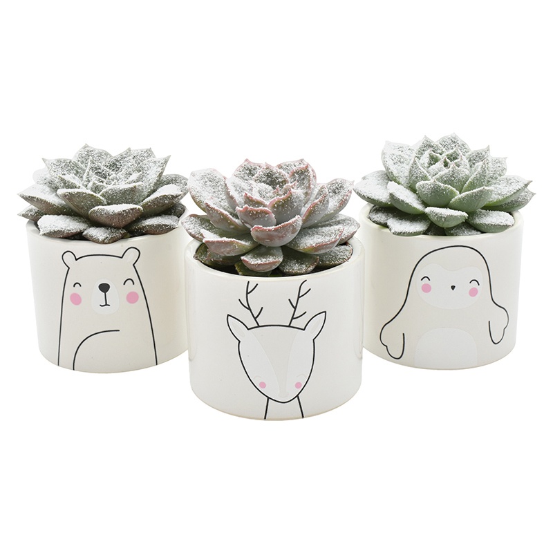 Echeveria + snow in Winter Animals ceramics, D 7