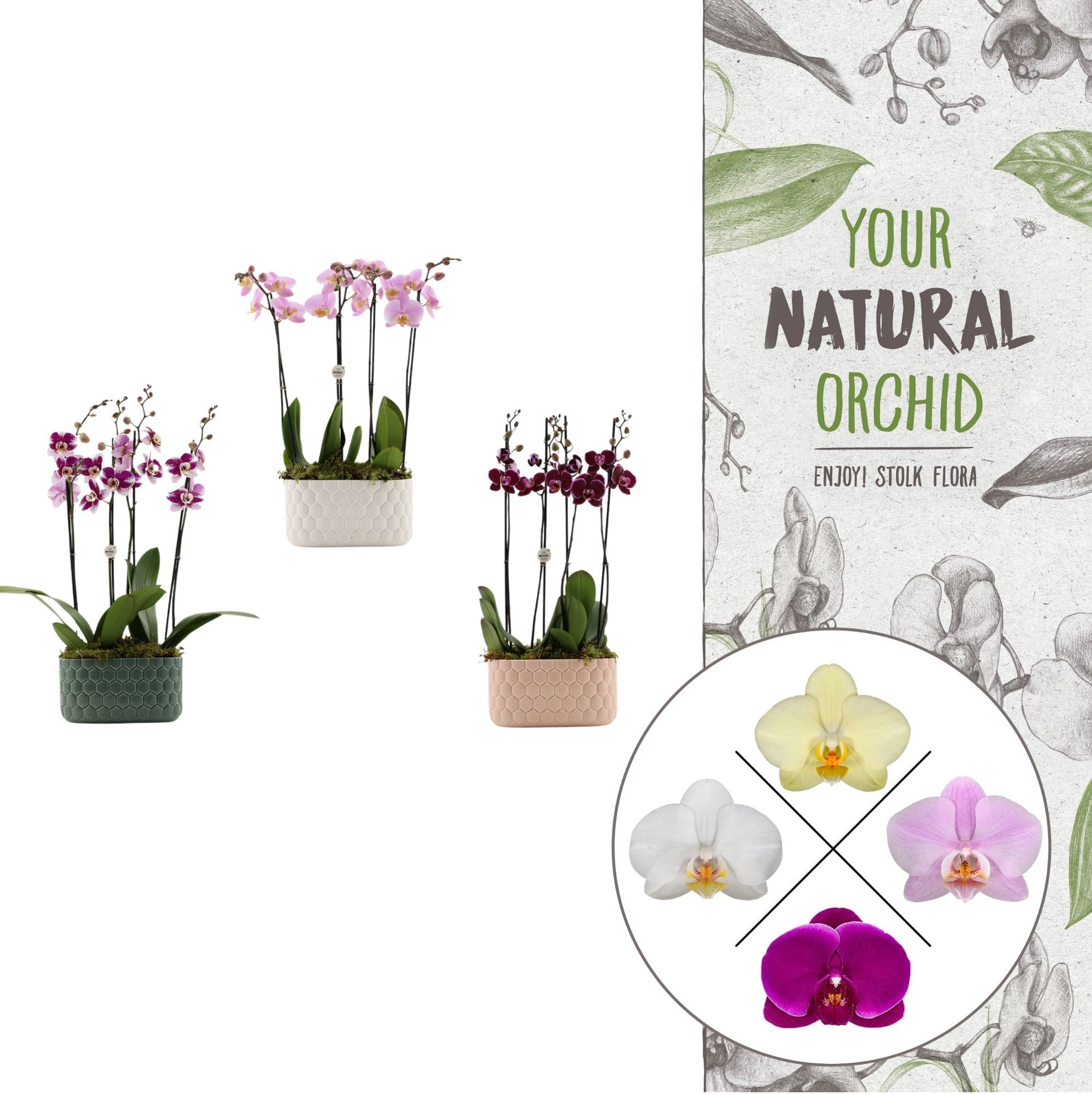 Honingraat BHome mix | 2 plants in 1 pot | Phalaenopsis, D 26