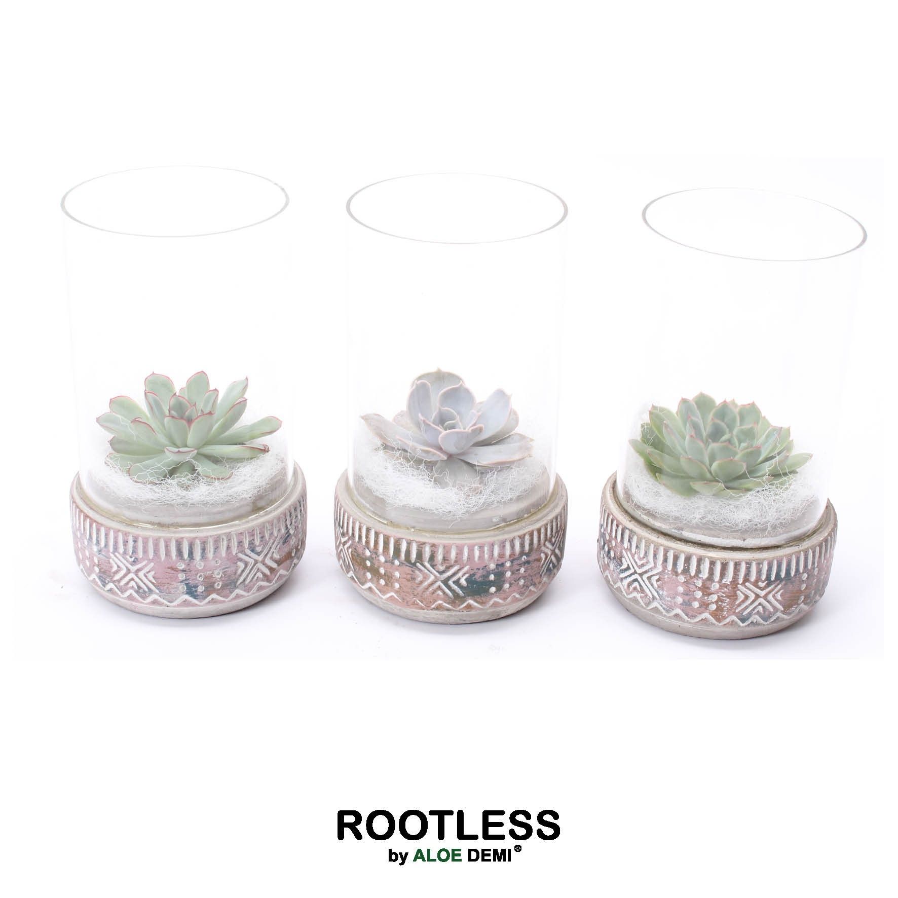 ROOTLESS Echeveria mix, Deer pot and glass white, D 12