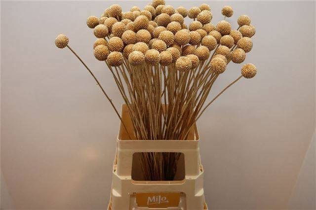 Краспедия Крашеная (краш. ) 70, шт.