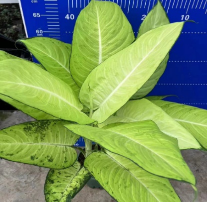 Аглаонема 1 галлон авокадо эвергрин 16 50