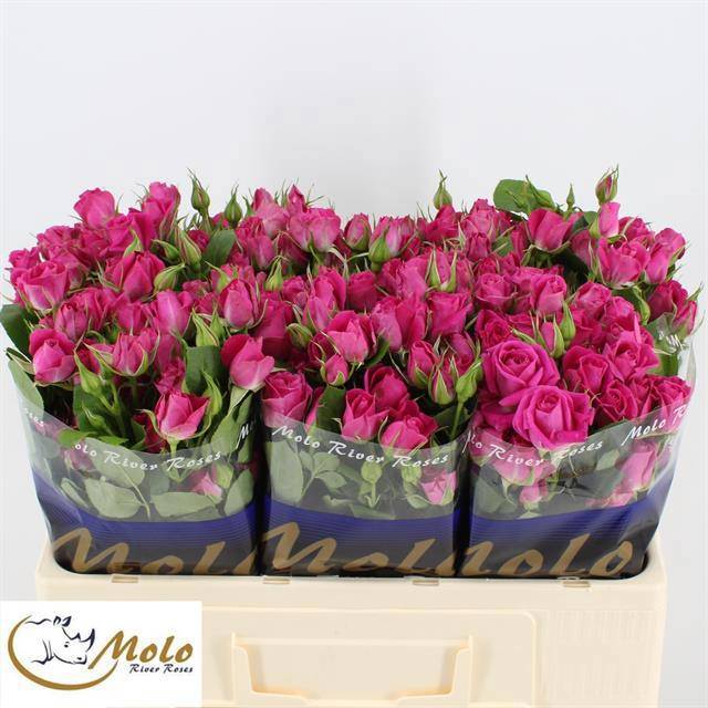 Роза куст. Алисия 50, шт.