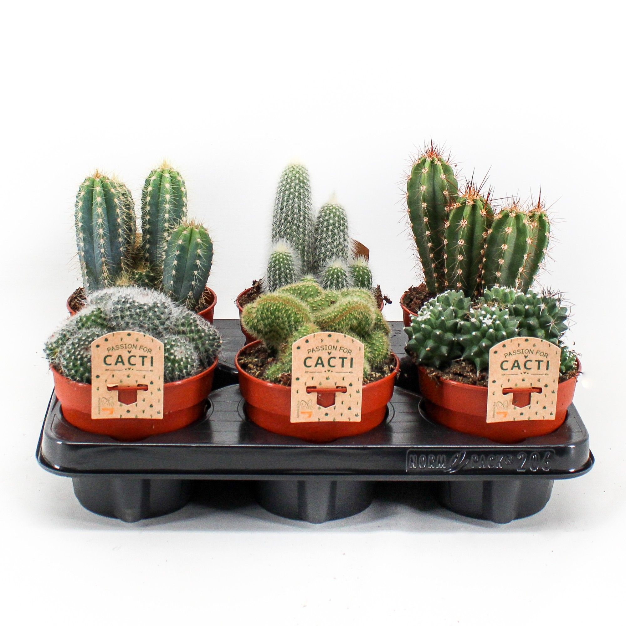 Cactus mix. 206 p12, D 12