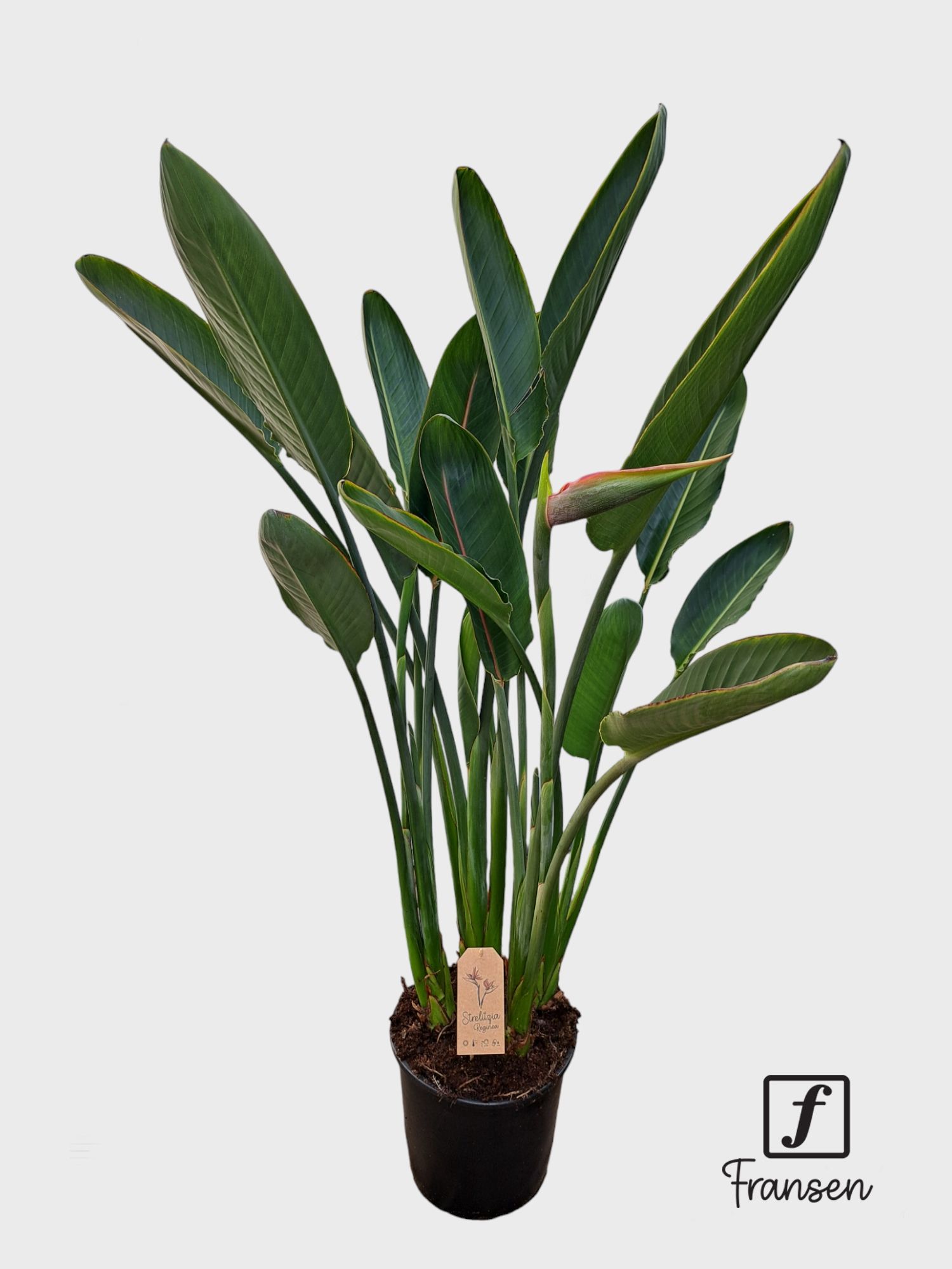 F Strelitzia Reginae (in knop), D 27