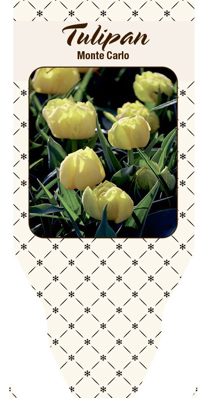 TULIPA FERGANICA 'Monto Carlo', D 11