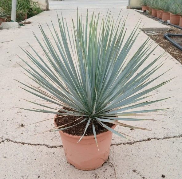 YUCCA ROSTRATA C-5L, D 21