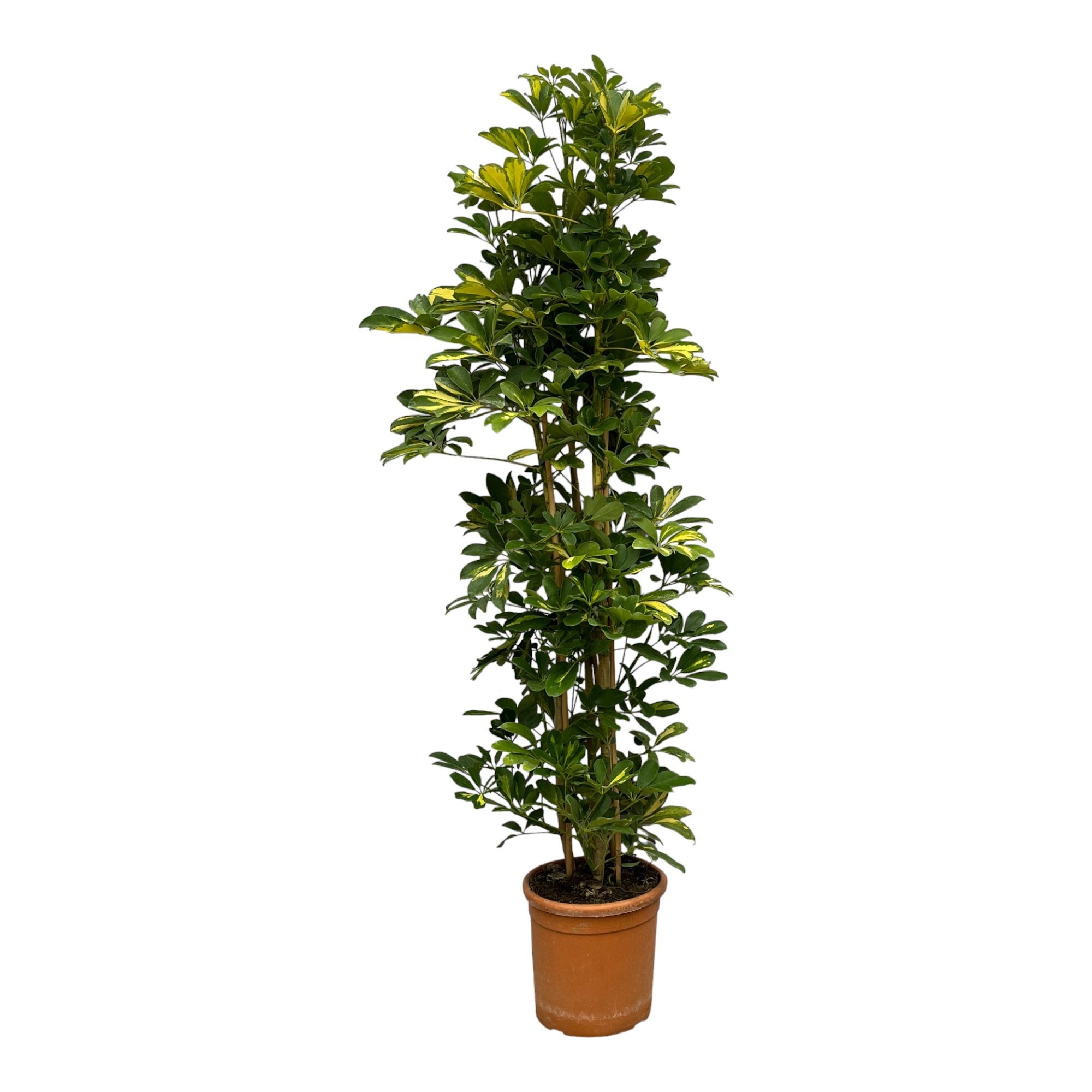 Schefflera Arboricola 'Gold Capella' - 180cm, D 27