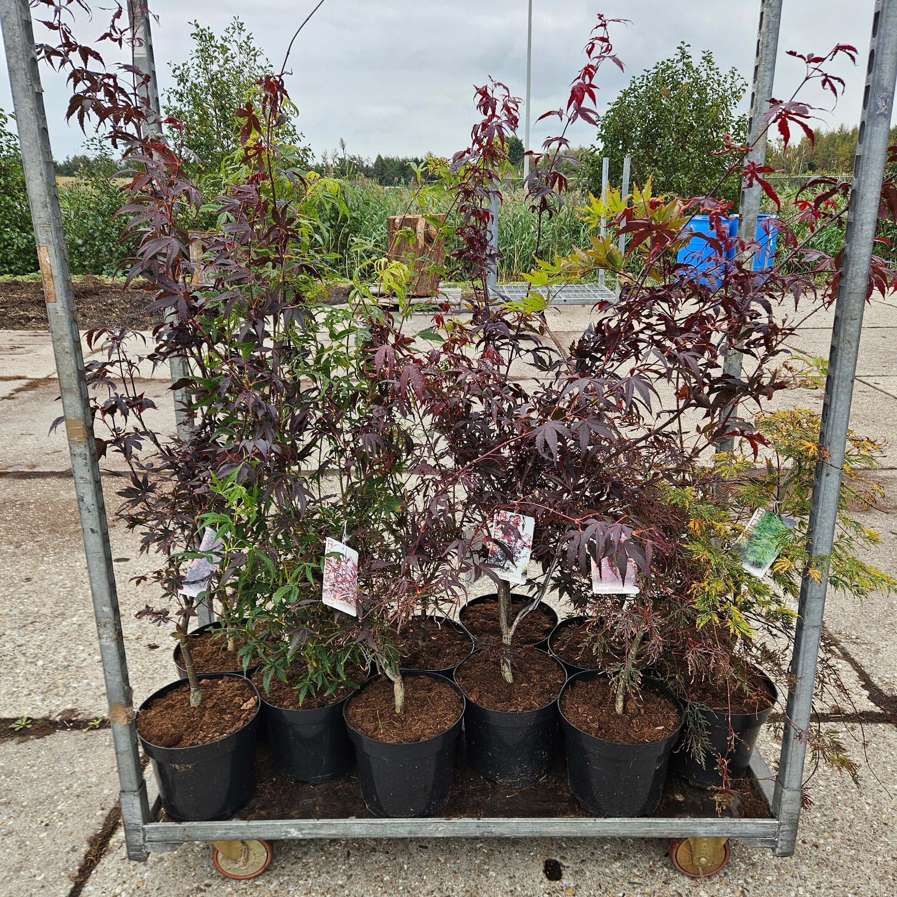 Acer palmatum Mix C7,5 / Ø 26 cm, D 26 cm Acer palmatum Mix C7,5 / Ø 26 cm, D 26 cm