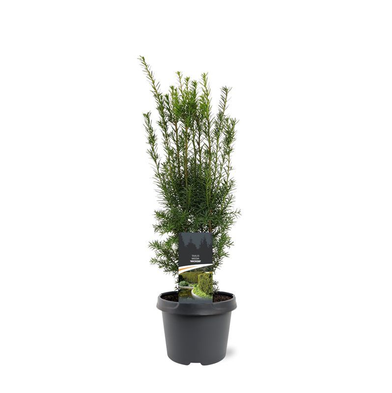 Taxus media 'Hicksii', D 19
