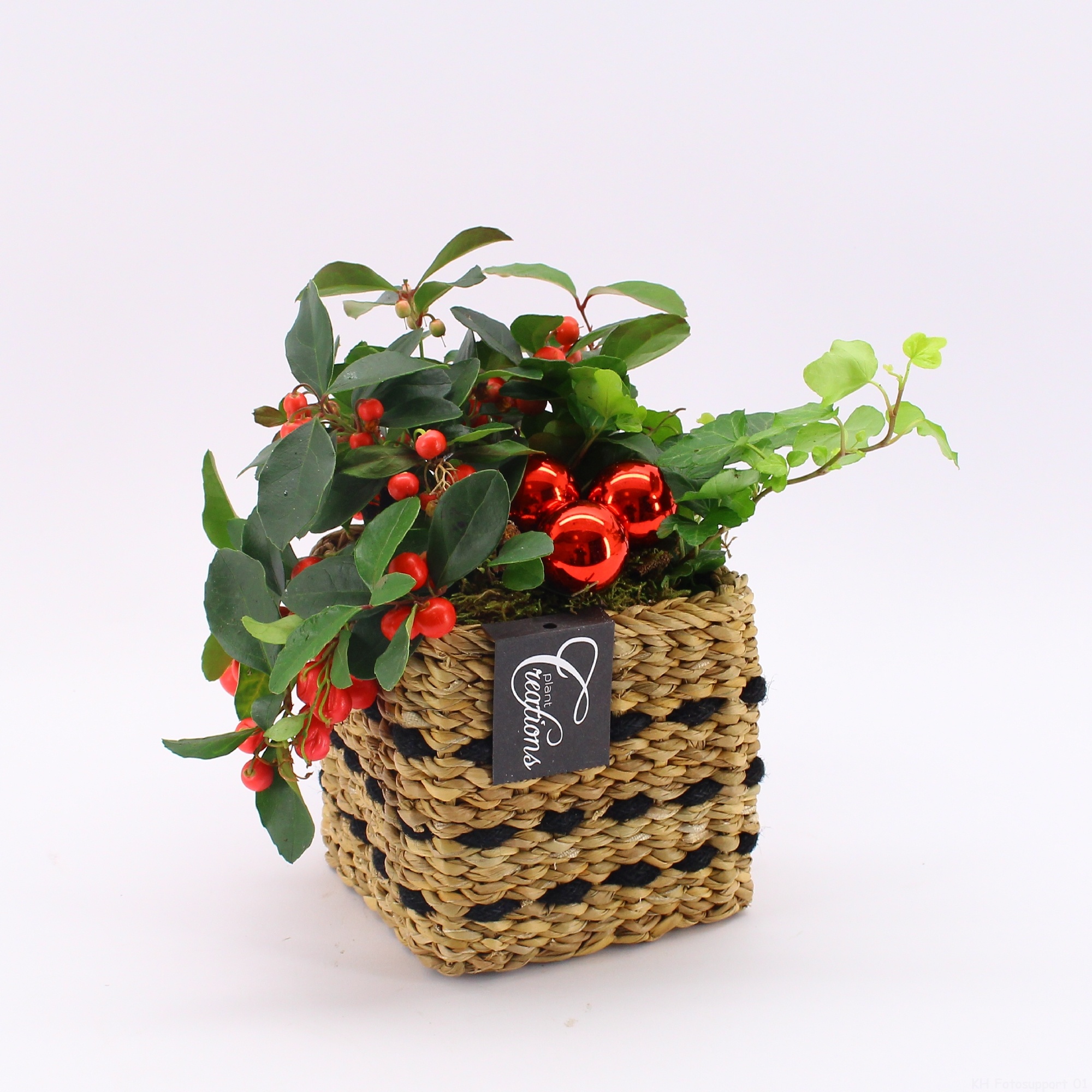 GACR-2506 Gaultheria creatie, D 12 cm