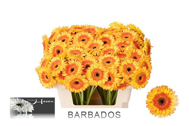 Гермини Барбадос, шт.