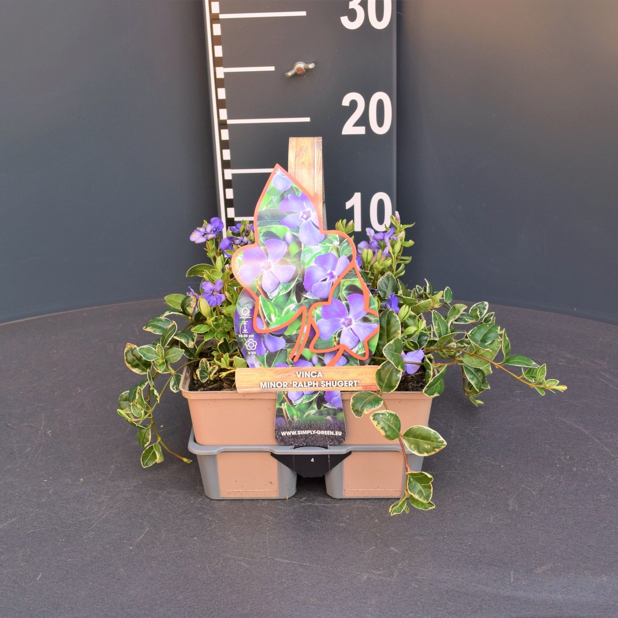 Vinca minor 'Ralph Shugert' (4-pack), D 9