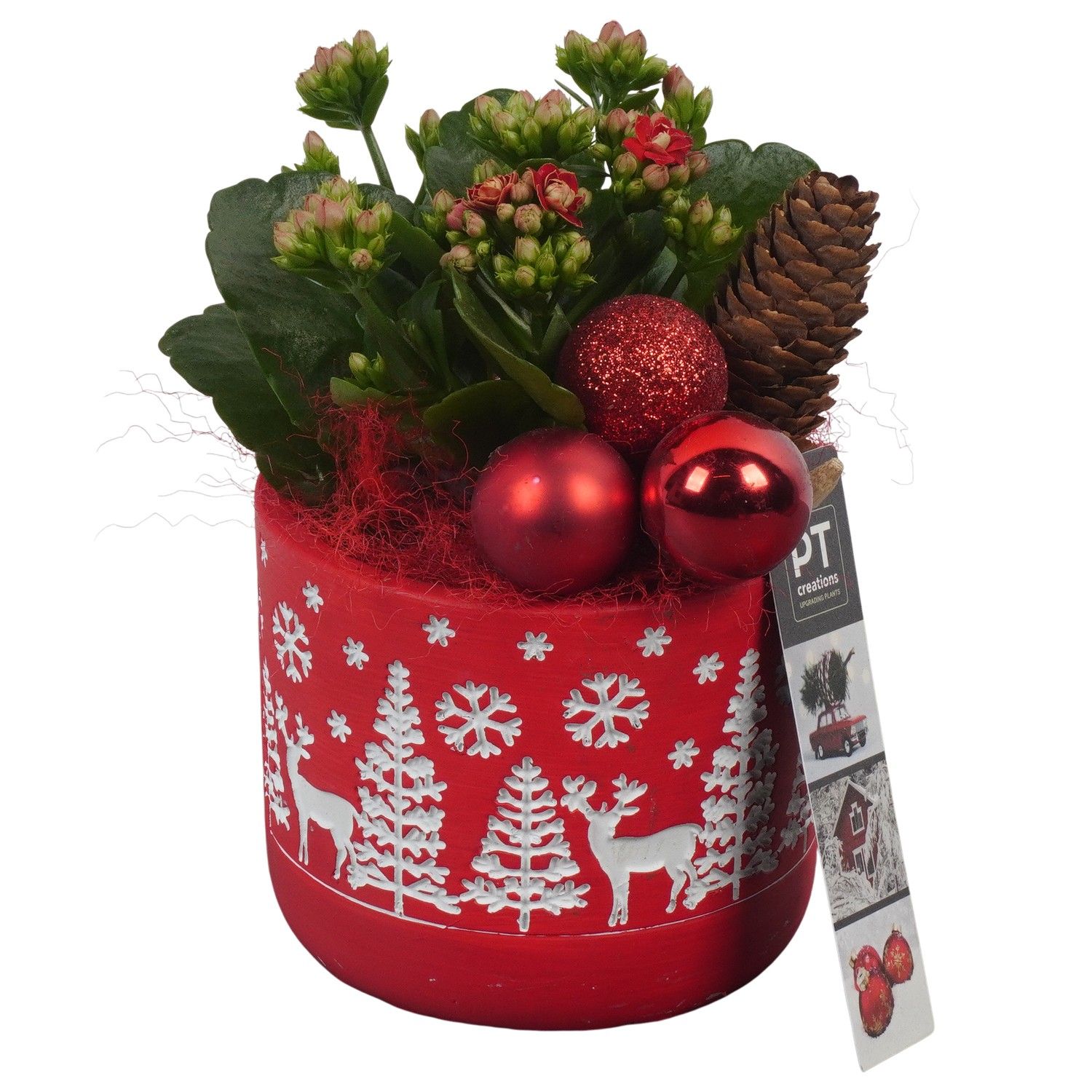 PTCHR7298 Arrangement Christmas Red in beton pot, D 11 cm