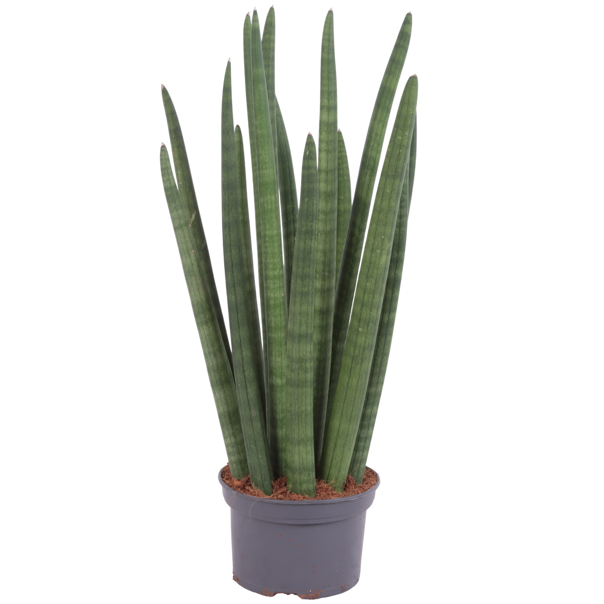 Sansevieria Cylindrica Straight 14 Leaf Ø15cm, D 15