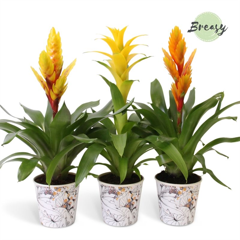Bromelia Modern - 13cm in Tivoli | Mimesis, D 12