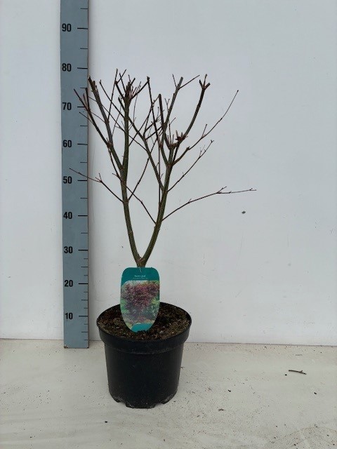Acer palmatum 'Trompenburg' P23 Full CC, D 23