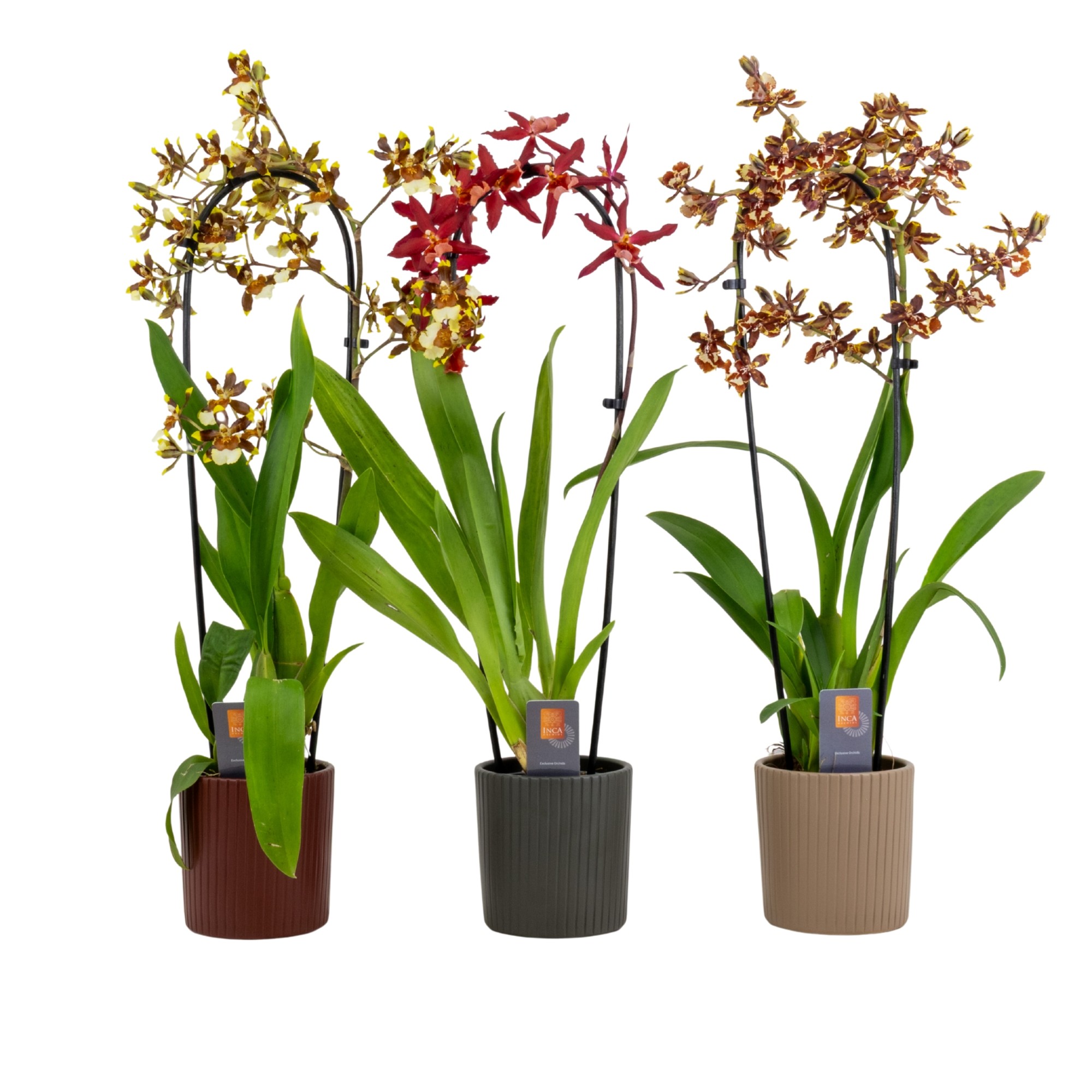 Inca Cambria mix cascade XL in Eva ceramics, D 9