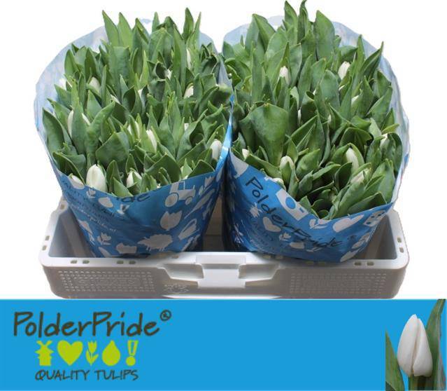 Тюльпан од. Апдейт (бел.), шт.