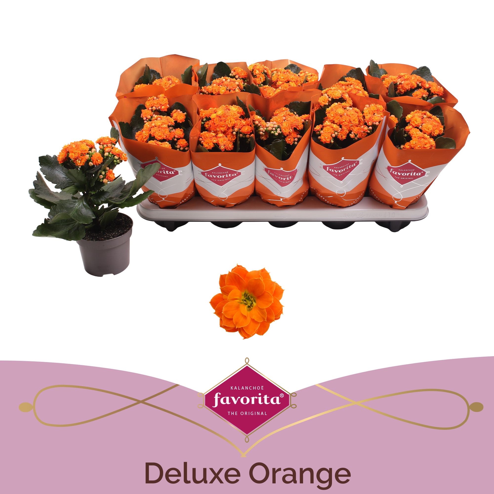 Kalanchoe Double Deluxe Orange stadium 2, D 10,5