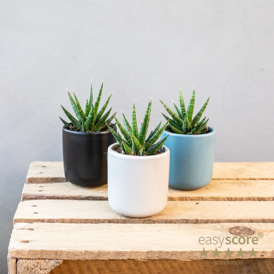 Up Classic Creation, D 7