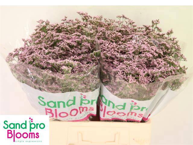 Лимониум Сафора Оши Пинк 60, шт.