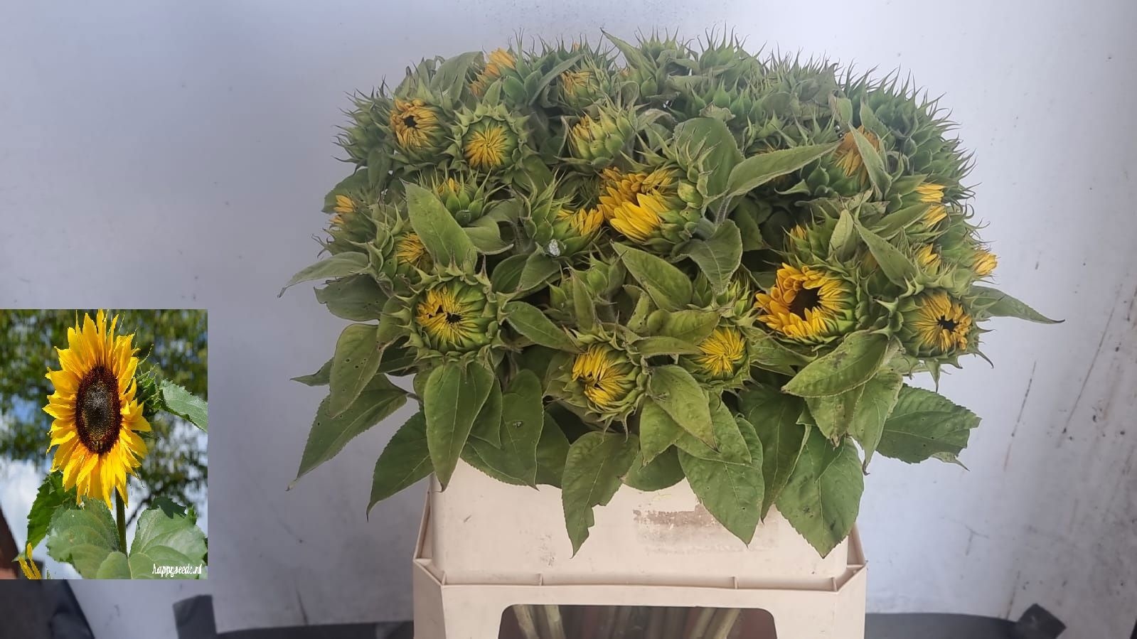 Гелиантус Санрич Оранж 80 (оранж.), шт.