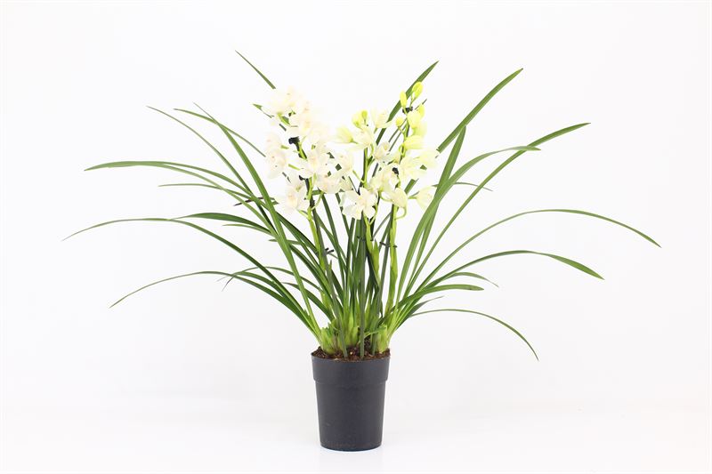 Cymbidium p14 Ice Dance 3T, D 14
