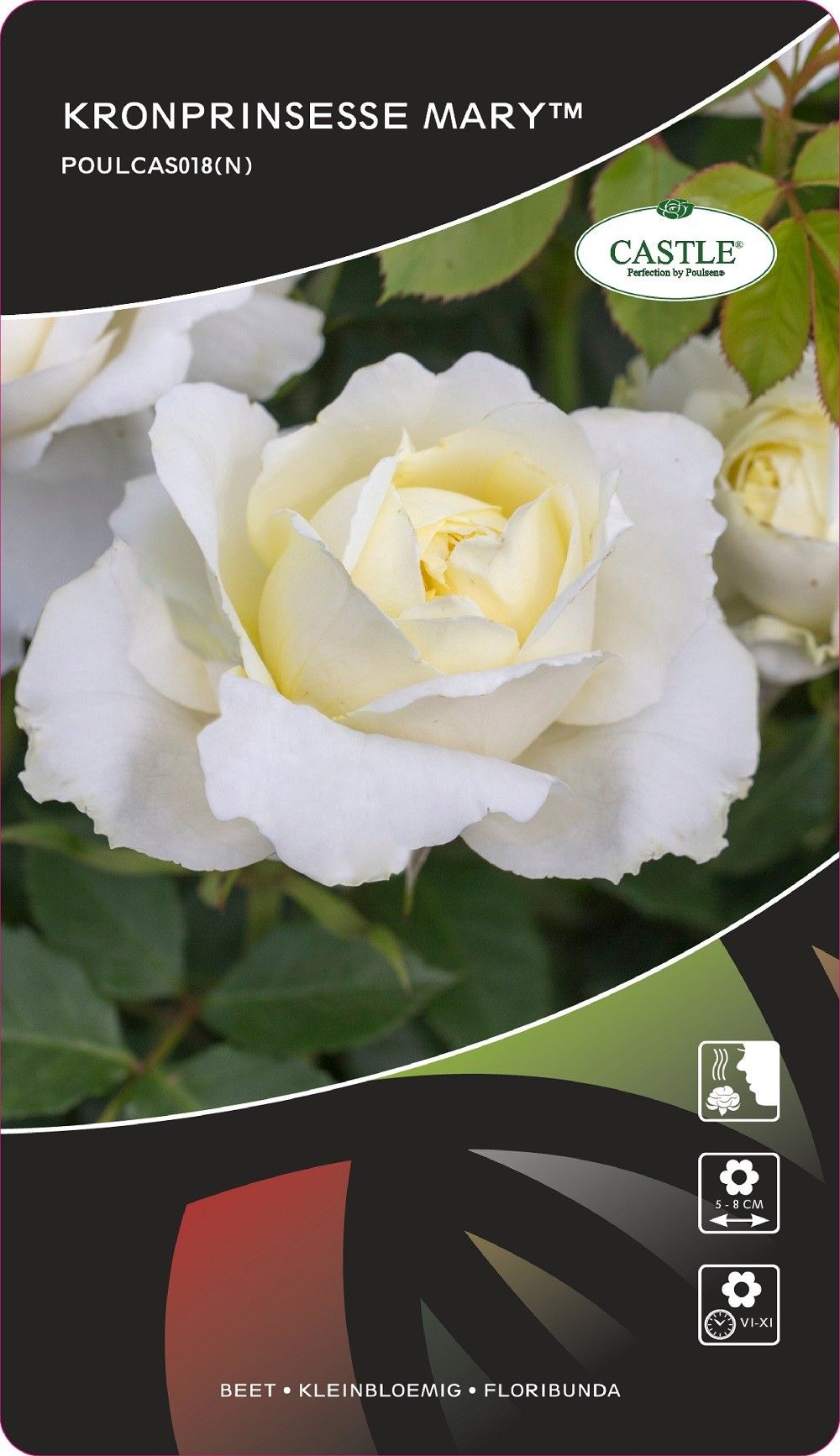 Rosa (CASTLE) Kronprinsesse Mary®, D 17