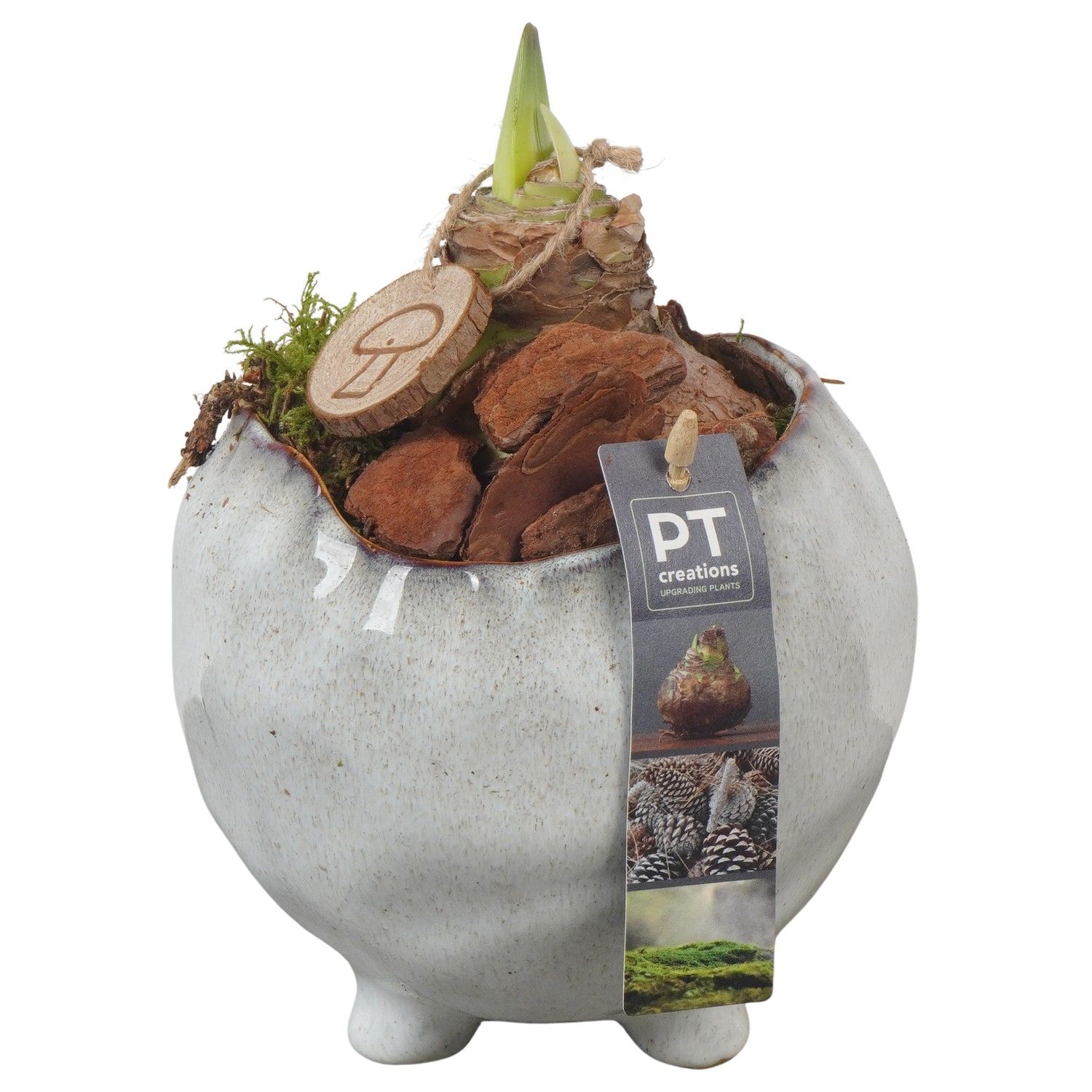 PTAA7507 Arrangement Amaryllis in keramiek pot, D 15 cm