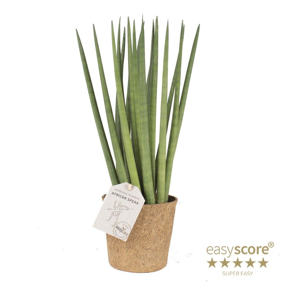 Sansevieria cylindrica ´Spaghetti´ - COCOZ, D 11
