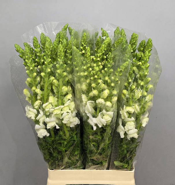 Антирринум Мэрилэнд Вайт, шт.