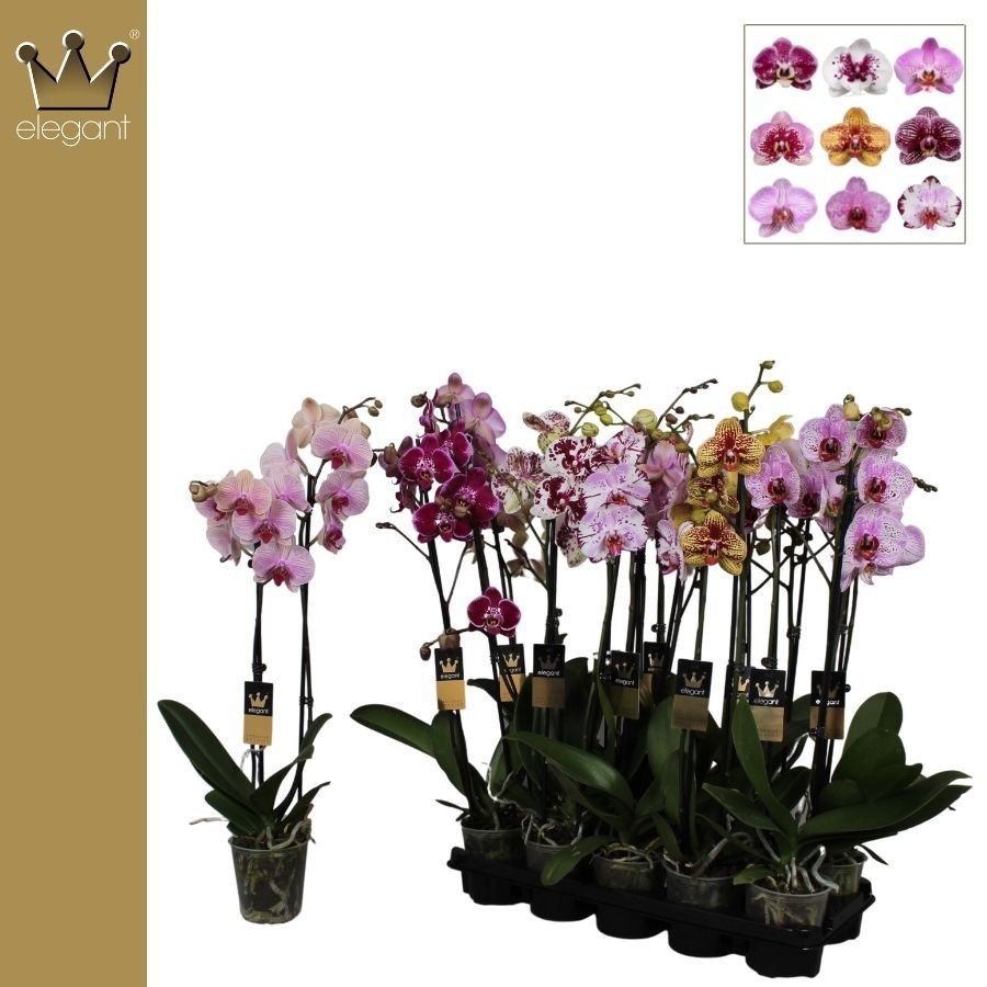 Phalaenopsis 2 tak Royal Collection ,Taiwan mix, D 12