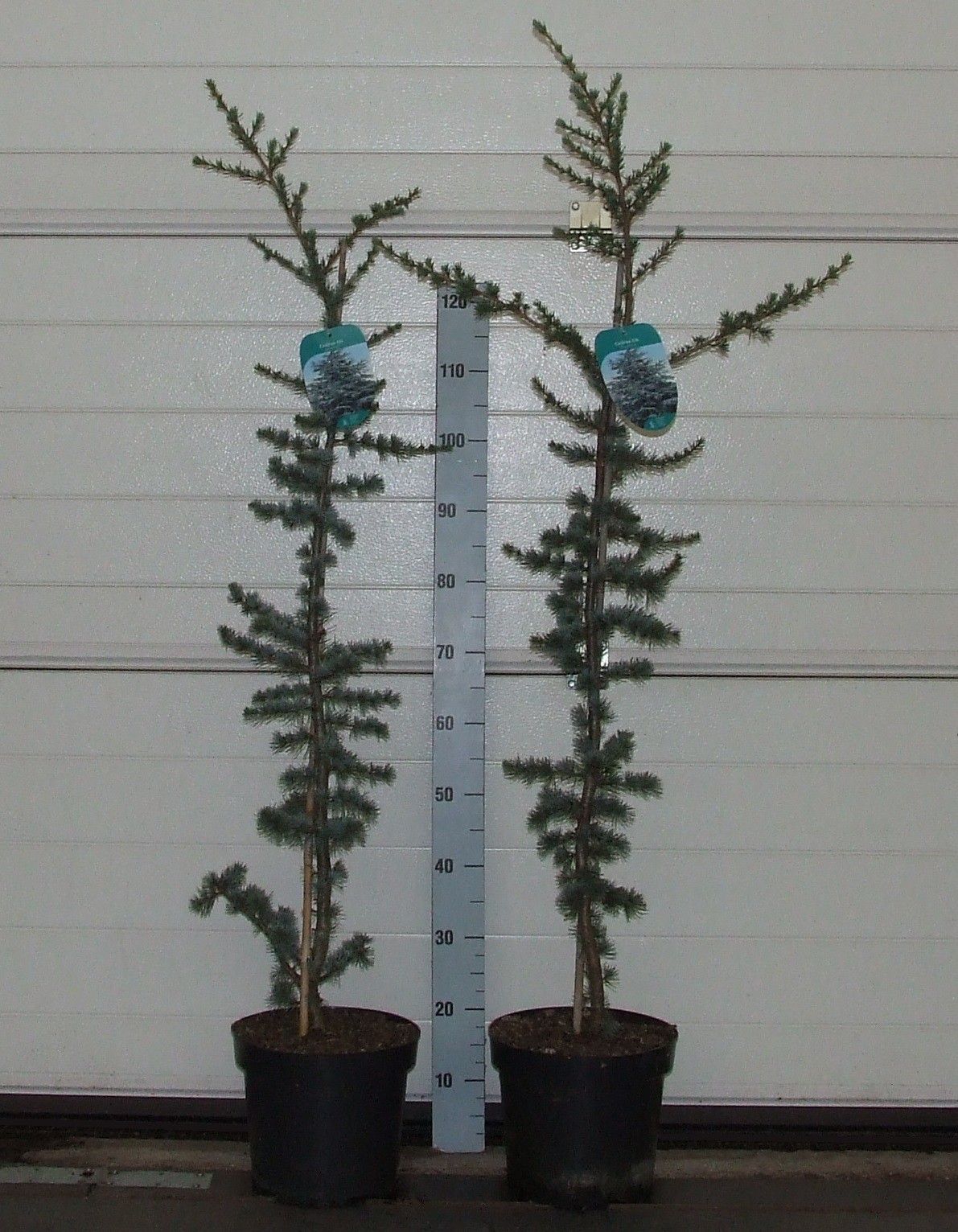 Cedrus libani 'Glauca' 100-120 P26 Full CC, D 26