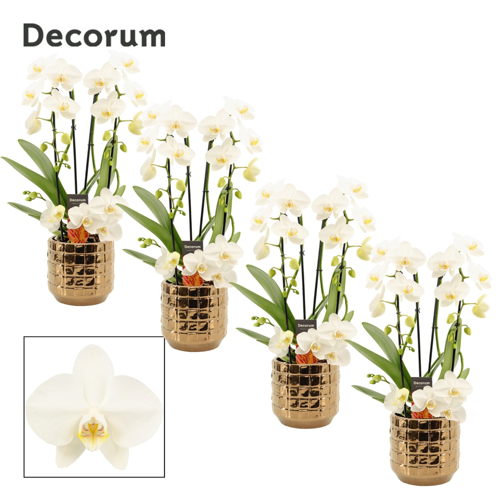 Phalaenopsis twirl wit in Janneke (Top blend-collection), D 12 cm