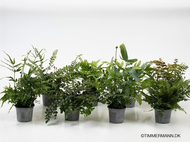 PTERIS ENSIFORMIS 'EVERGEMIENSIS', D 9