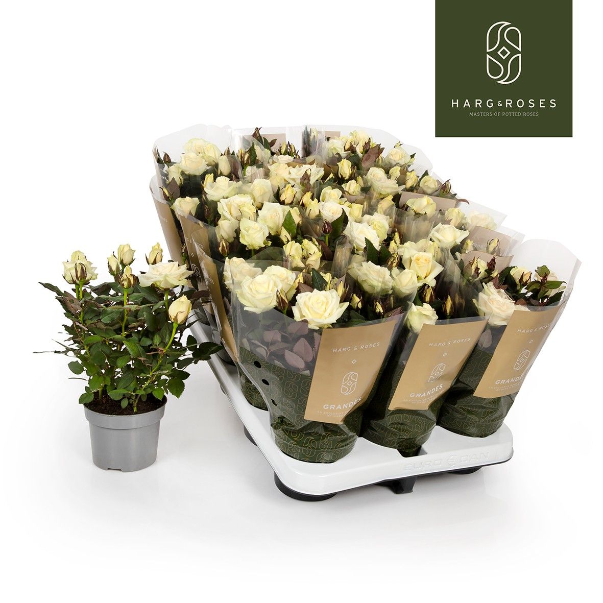 Rosa Kordana Grande Pearl (Wit), D 10,5 cm Rosa Kordana Grande Pearl (Wit), D 10,5 cm