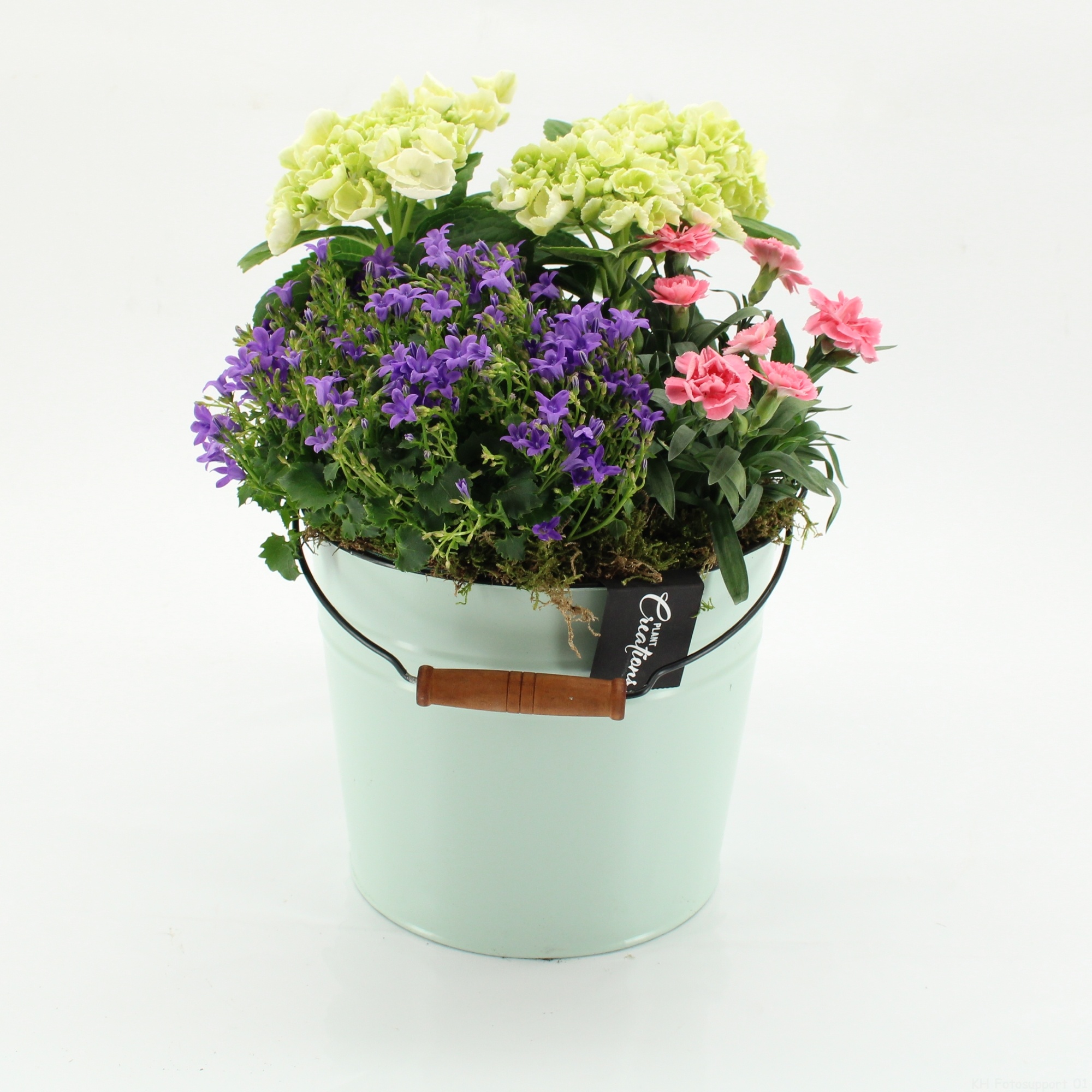 CACR-2612 Campanula creations, D 21