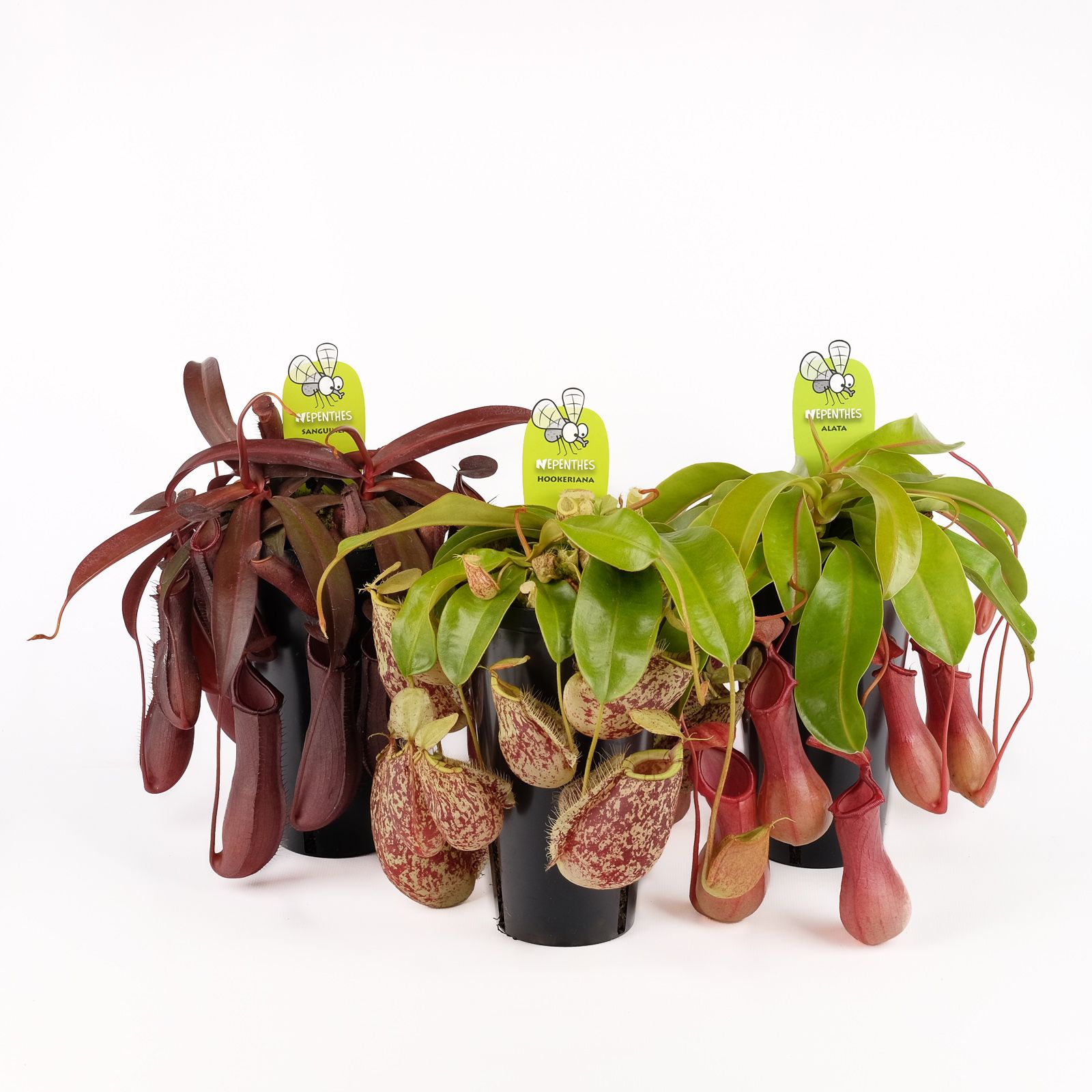 Nepenthes mix, D 12