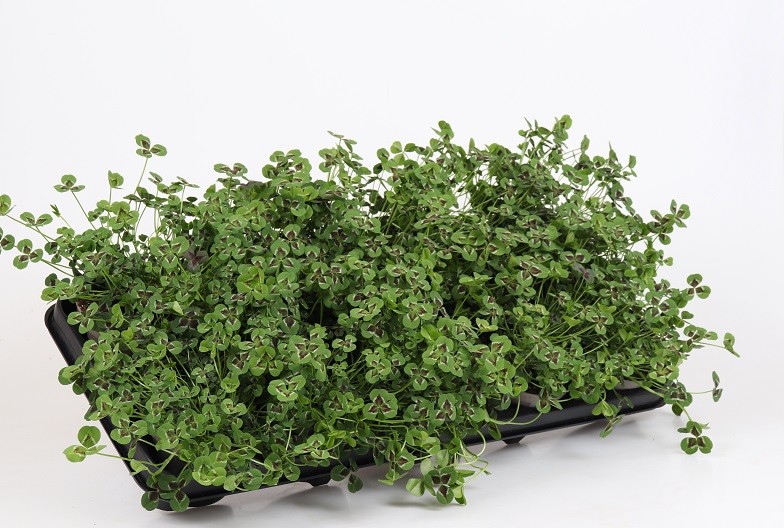 TRIFOLIUM REPENS 'JOSEPHINE', D 11