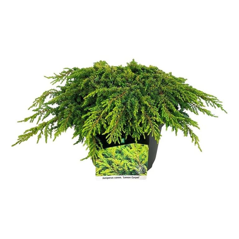 Juniperus comm. 'Lemon Carpet', D 24 cm